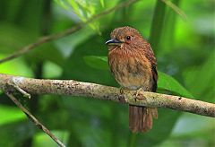 White-whiskered Puffbird